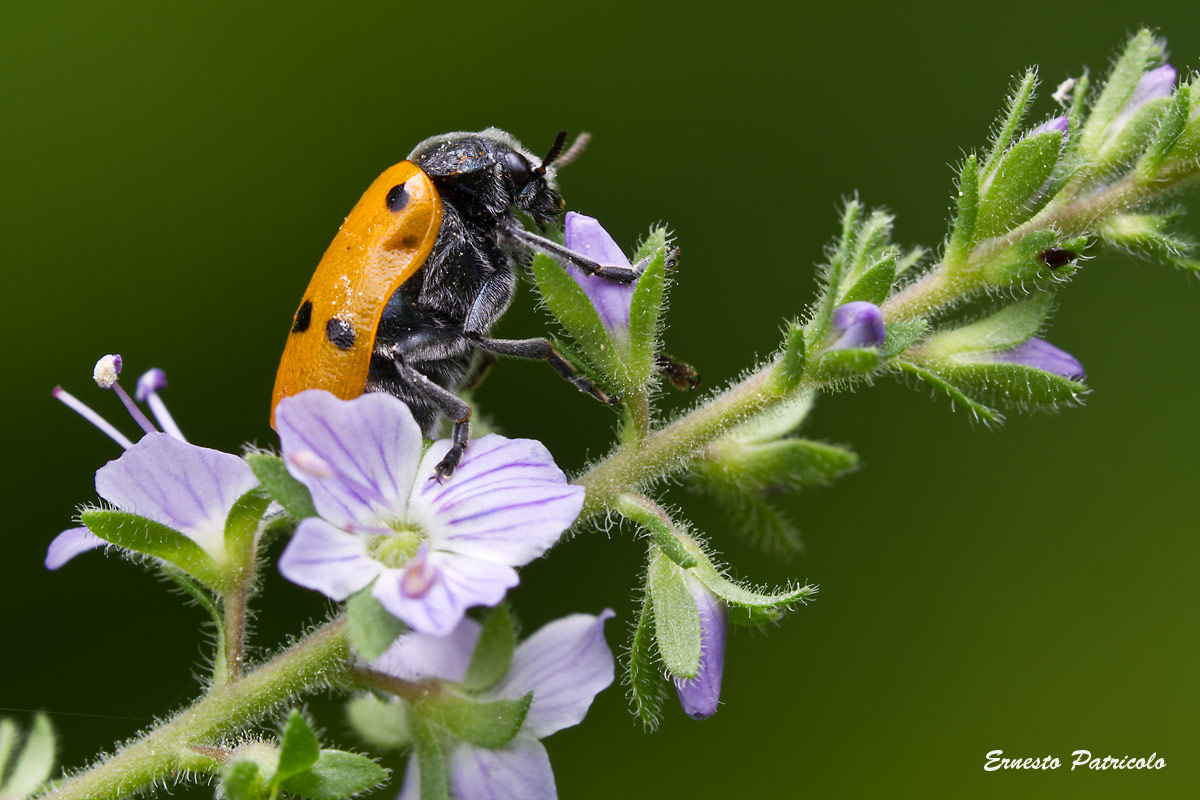 Lachnaia cf. italica